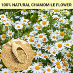 Chamomile Tea Bags, 100% Pure and Natural Chamomile Flower Herbal Tea, Caffeine Free Promote Relaxation & Support Digestion (1 Pack/50 Bags)