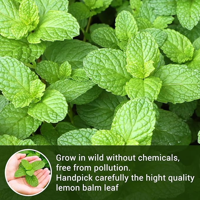 Lemon Balm Tea, 100% Pure & Natural Lemon Balm Leaves Herbal Tea Bags, Promotes Relaxation & Aid In Digestion, Caffeine Free, Non-GMO, Additives Free (1 Pack/50 Bags)